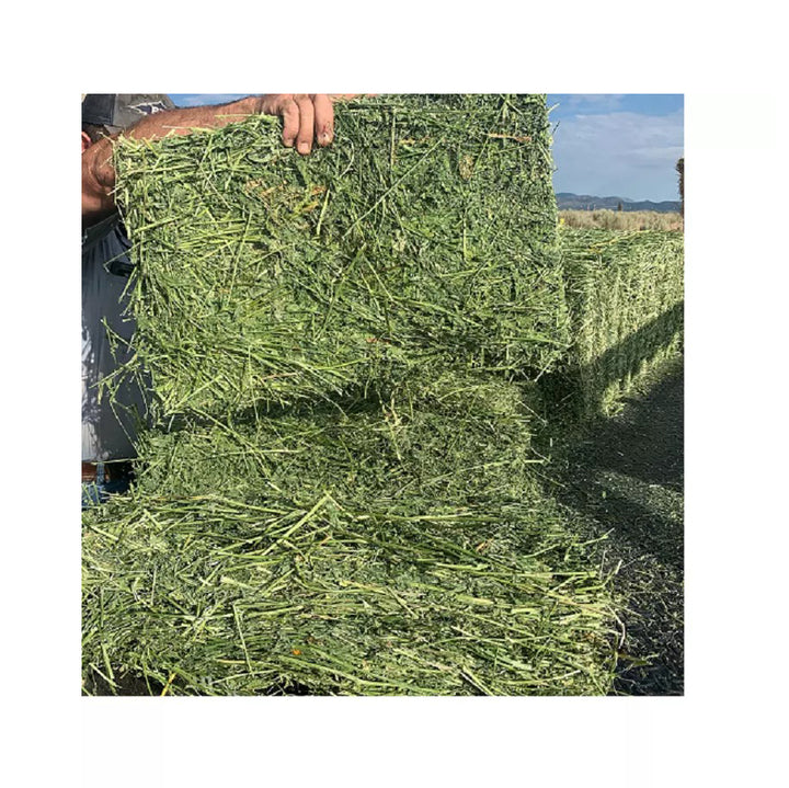 Ready to Supply Alfalfa Hay Bays & Pellets (Dehydrated Cubes)-60-65% Protein 25kg Bags Brazil Origin for Horse Pig Dog Fish Feed