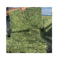 Ready to Supply Alfalfa Hay Bays & Pellets (Dehydrated Cubes)-60-65% Protein 25kg Bags Brazil Origin for Horse Pig Dog Fish Feed