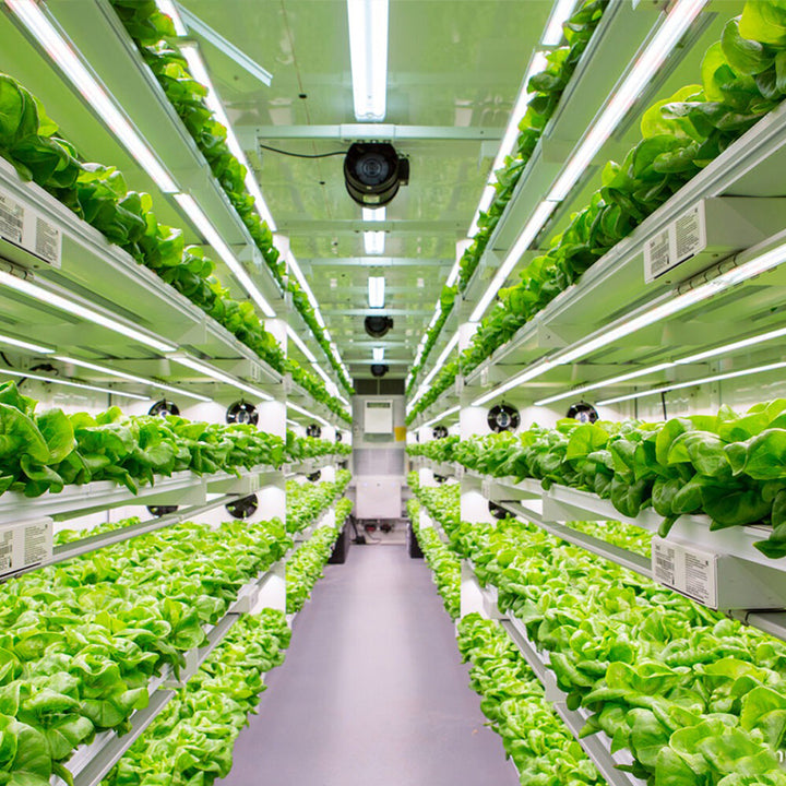 Hydroponic Leafy Green Container System - Vertical Farming for Lettuce, Spinach, Kale, and More
