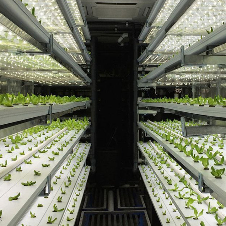 Hydroponic Leafy Green Container System - Vertical Farming for Lettuce, Spinach, Kale, and More