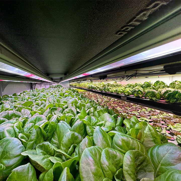 Hydroponic Leafy Green Container System - Vertical Farming for Lettuce, Spinach, Kale, and More