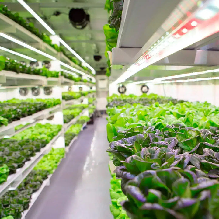 Hydroponic Leafy Green Container System - Vertical Farming for Lettuce, Spinach, Kale, and More
