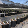 25L 30L 40L Substrate Bucket Blueberry Grow Pots
