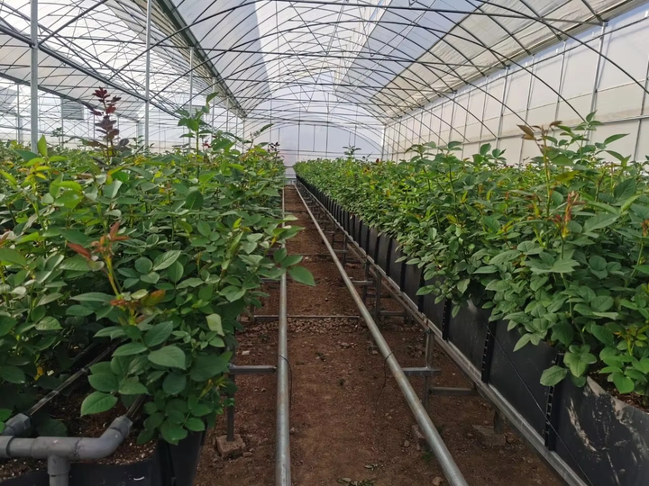 Small Space Vegetable and Fruit Growing Trough Soilless Cultivation Flower Pots and Planters