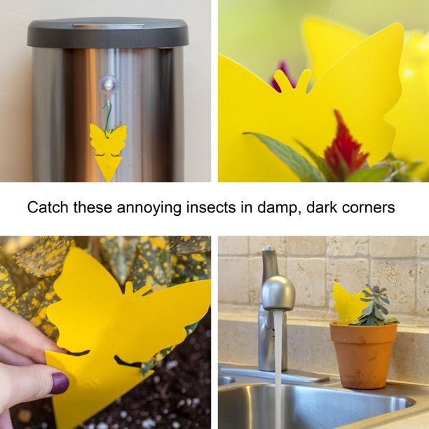 DB 18/48 Pack Sticky Fruit Fly and Fungus Gnat Killer Trap Non-Toxic Indoor Outdoor Pest Killer for Plant Protection