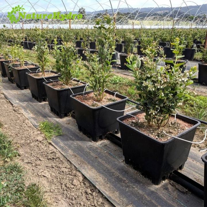 Various Square Injection Molded Plant Pots Blueberry Containers for Collection