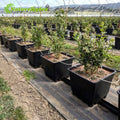 Various Square Injection Molded Plant Pots Blueberry Containers for Collection