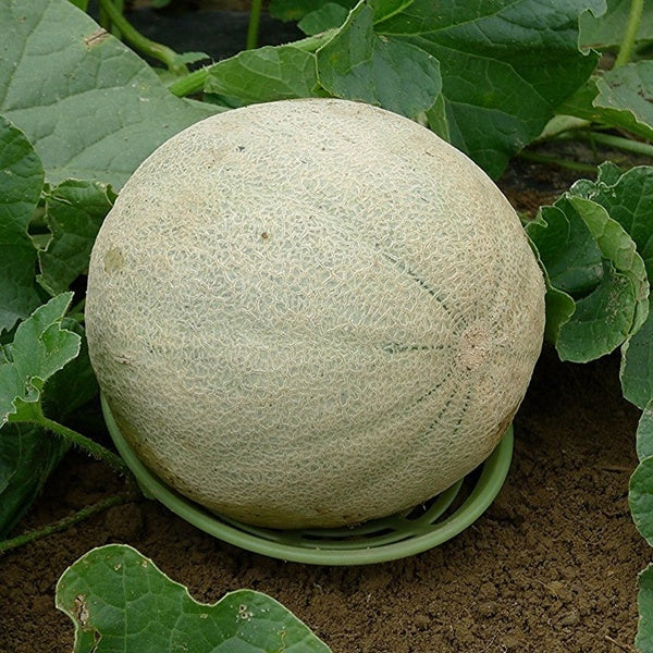 2021 Hot Garten Jardin Garden Pumpkins Watermelon Melon and Squash Growing Support Cradles Holder Stand