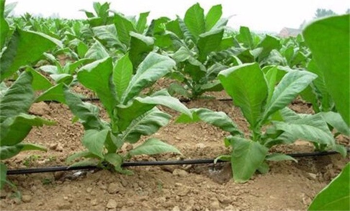China Manufacturer 1 Hectare Model Agriculture Drip Irrigation Tape System Farm Drip Hose Drip Tape