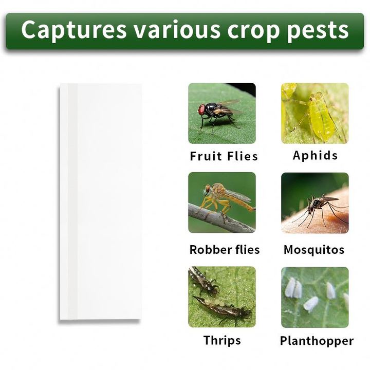 Fly Clear Window Fly Traps Killer Fruit Fly Trap Indoor Sticky Strip Catcher Indoors for Gnats