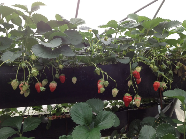 Small Space Vegetable and Fruit Growing Trough Soilless Cultivation Flower Pots and Planters