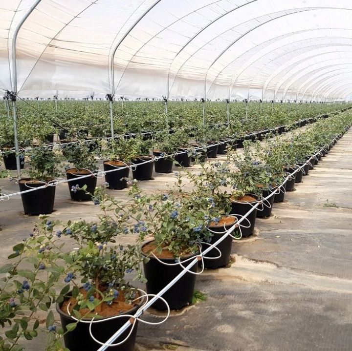 25L 30L 40L Substrate Bucket Blueberry Grow Pots