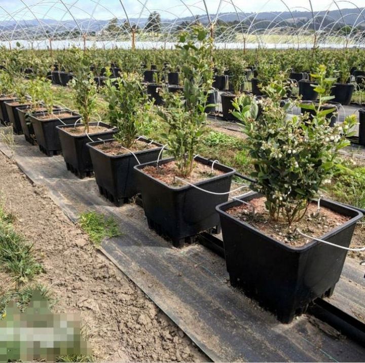 25L 30L 40L Substrate Bucket Blueberry Grow Pots