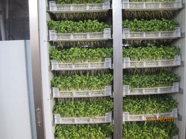 Automatic Mung Bean Sprout Machine Alfalfa Galic Barley Grass Cattle Green Fodder Bean Sprout Growing Machine