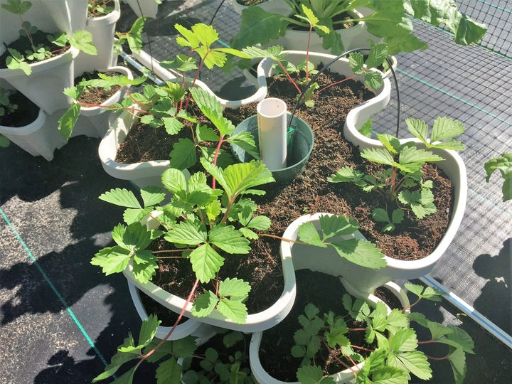 Strawberry Grow Pots Vertical Stackable Stacking Pots Plastic Planter Towers for Sale