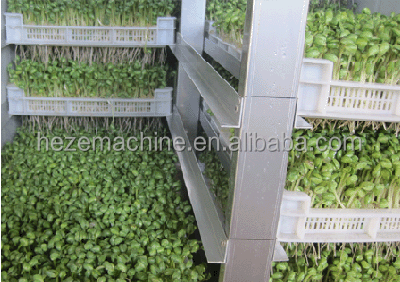 Automatic Mung Bean Sprout Machine Alfalfa Galic Barley Grass Cattle Green Fodder Bean Sprout Growing Machine