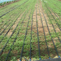 Wholesale 1 Hectare Home Gardening Dip Irrigation System Kit 16mm Plastic Drip Irrigation Pipe Tape