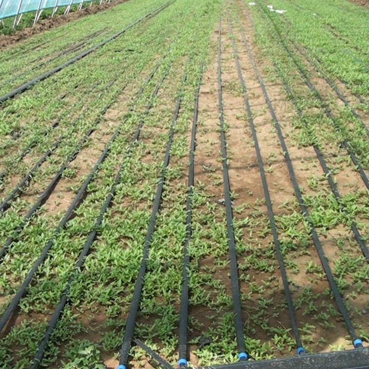 Wholesale 1 Hectare Home Gardening Dip Irrigation System Kit 16mm Plastic Drip Irrigation Pipe Tape