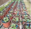 Other Watering Drip Irrigation System Two/Four Branch Arrow Dripper for Greenhouse and Garden Irrigation