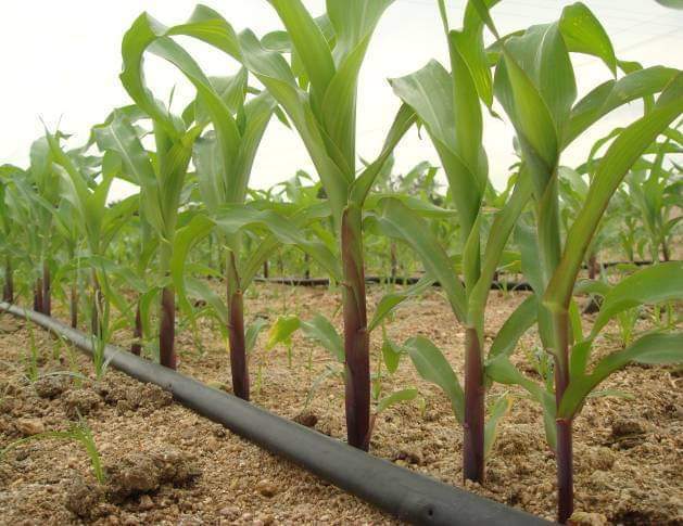 1 Hectare Irrigation Kit Agricultural Drip Tape System Farm Drip Irrigation 22 Hectares