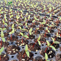 Factory Direct Sale High Quality Deep Hole Porous Multiple Specifications Planting Seed Trays