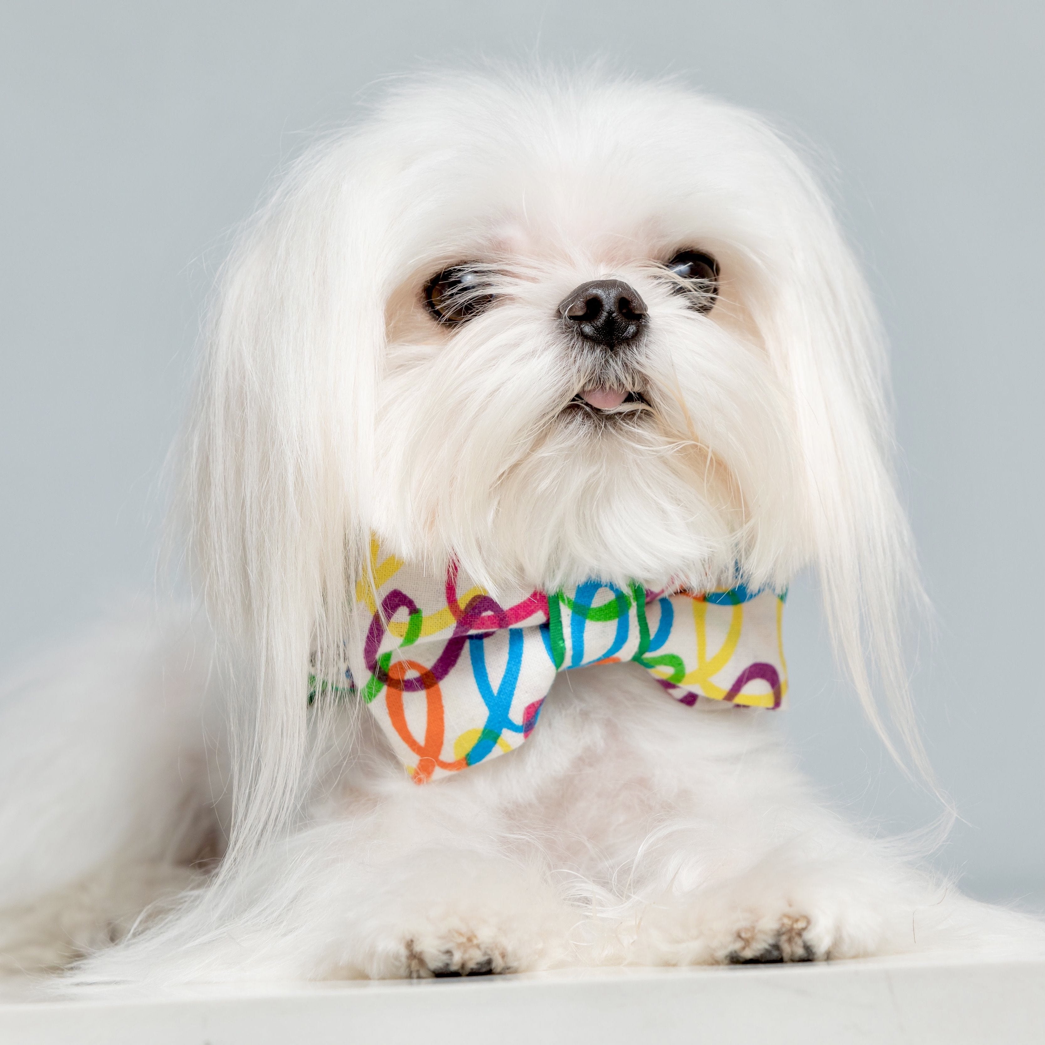 rainbow green dog collar bow tie set